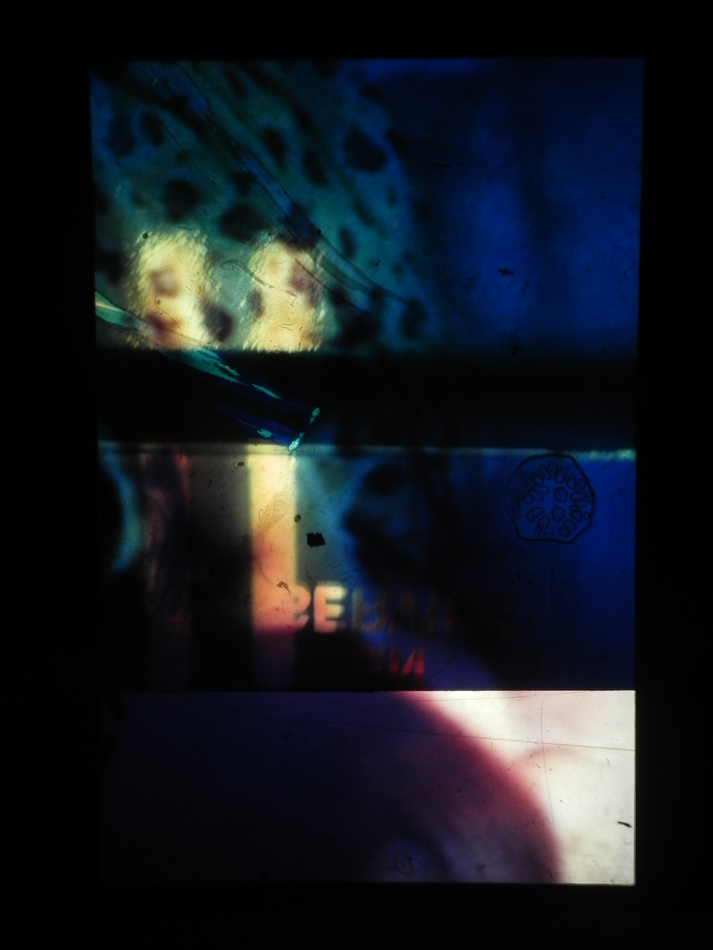 Diapo Fauve web
